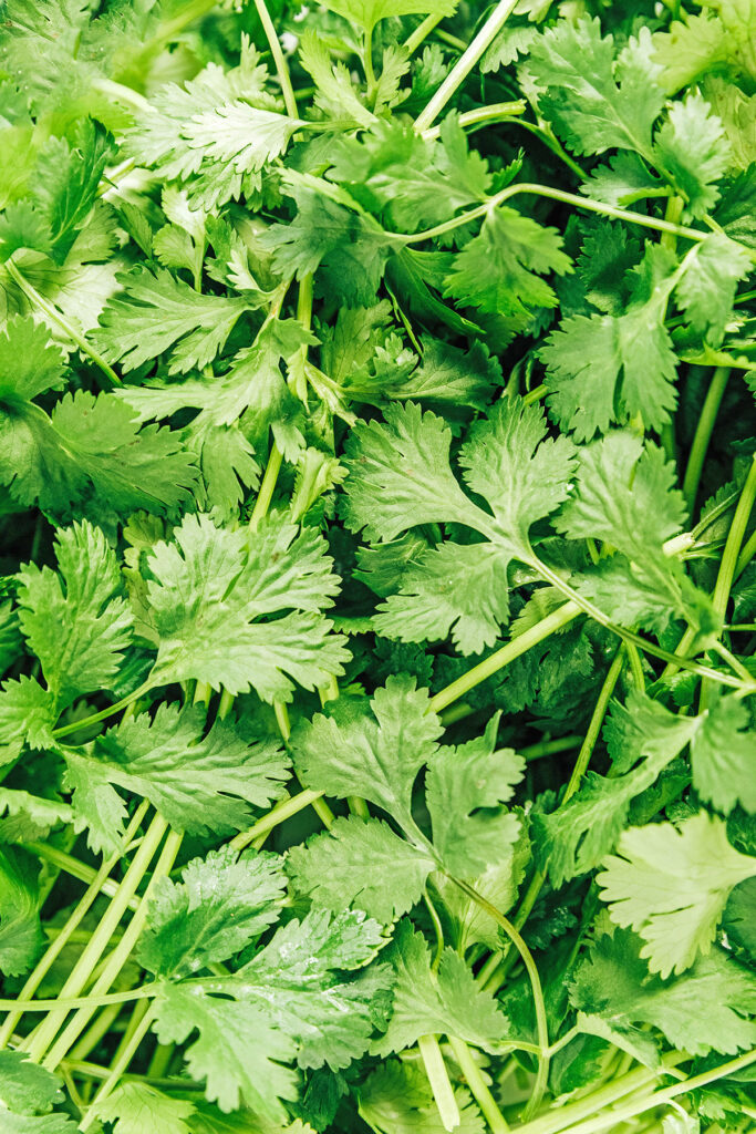 An up close view detailing the color and texture of coriander