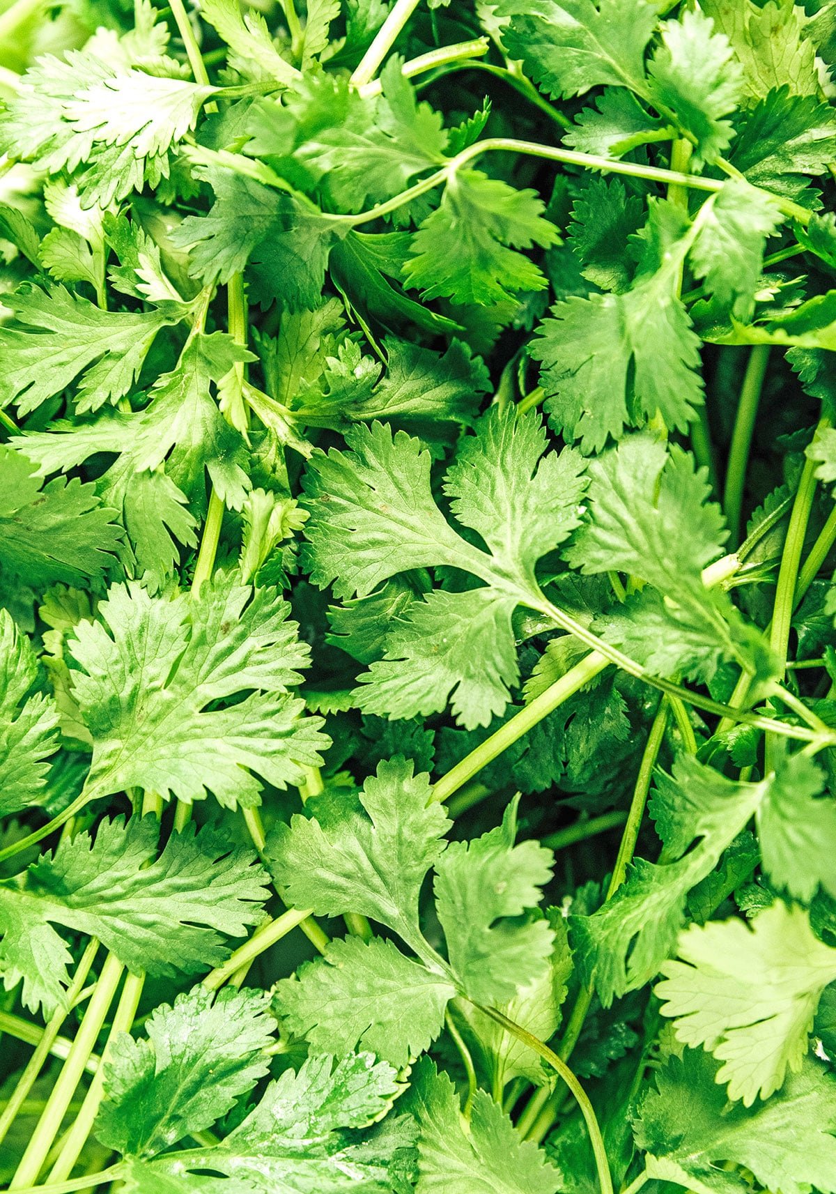 An up close view detailing the color and texture of cilantro