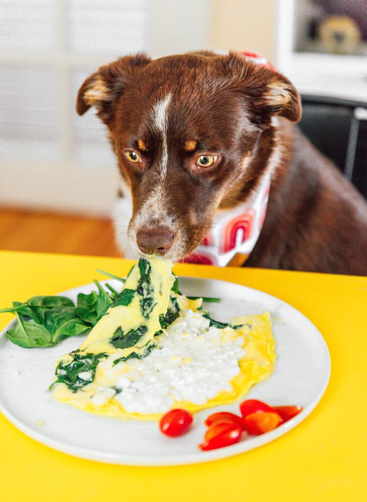 A brown and white dog eating a spinach and cottage cheese omelette from a plate.