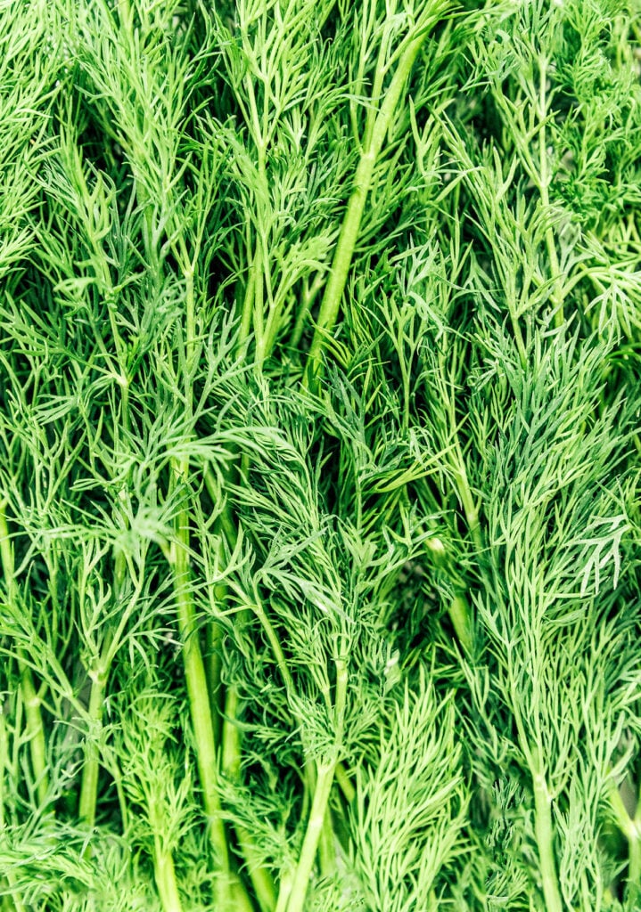 An up close view detailing the texture and color of sprigs of dill
