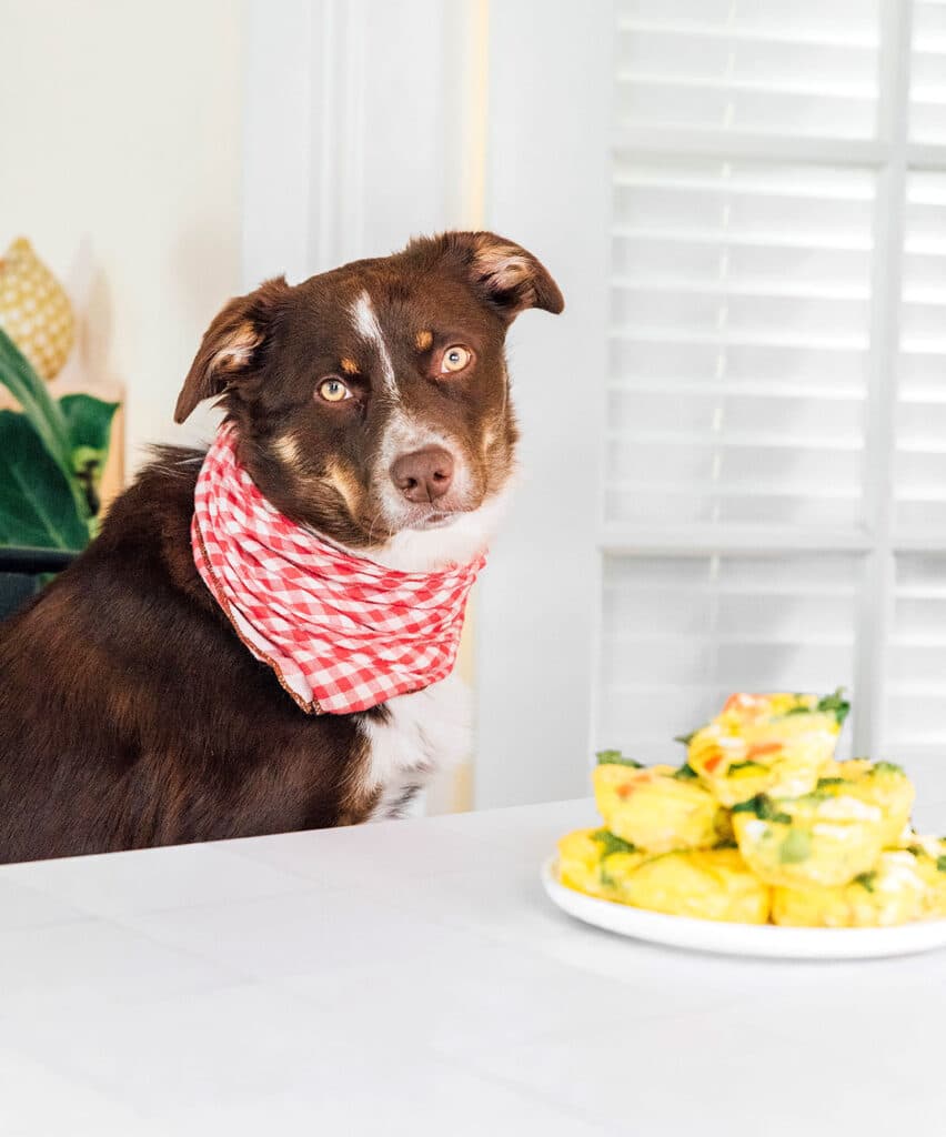 A large brown dog sitting next to a white table holding a plate of veggie egg cups.