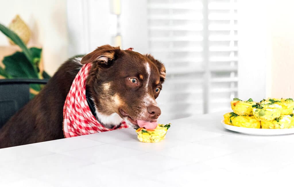 A brown dog wearing a red and white checkered bandana licking an egg cup on the table.