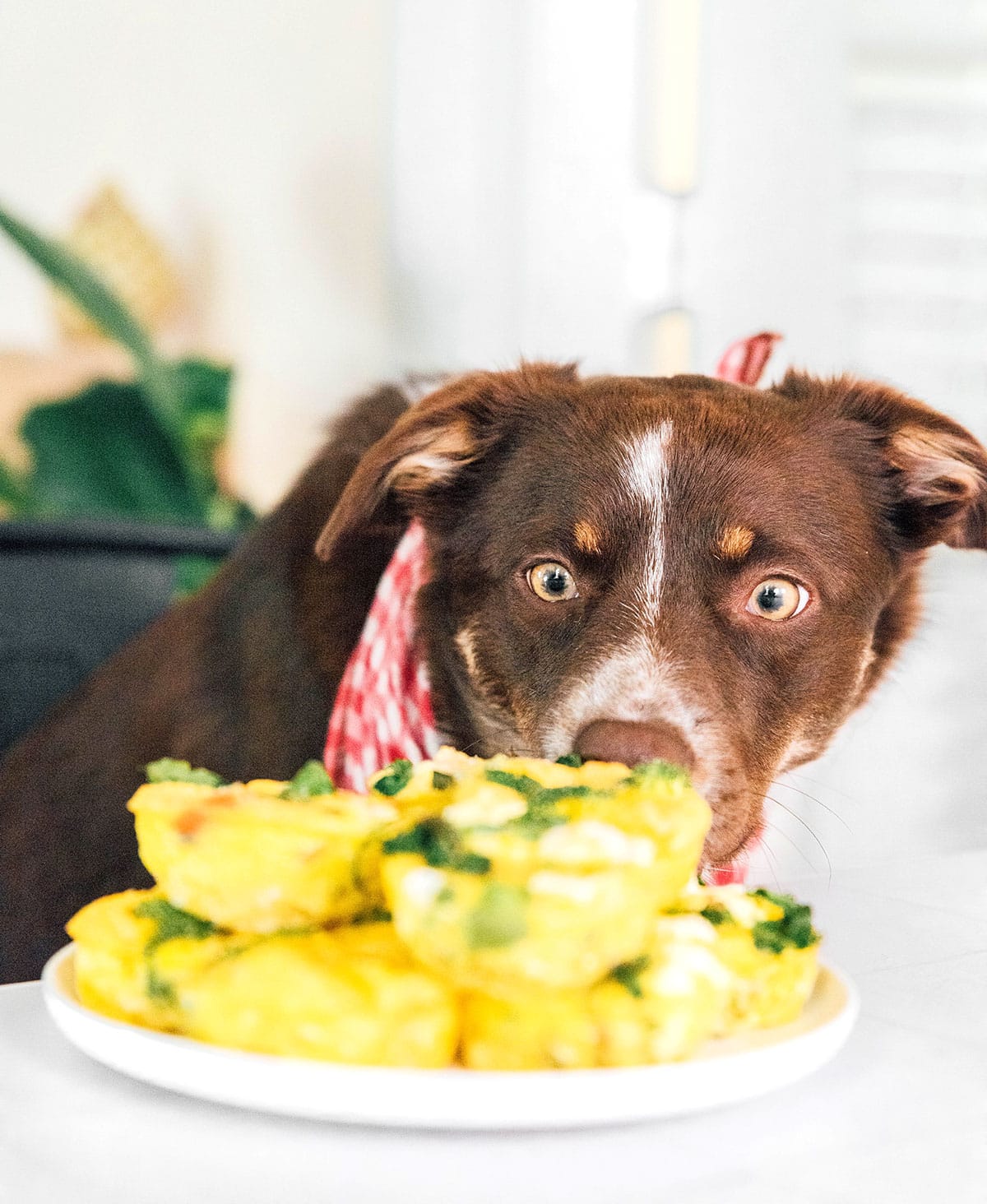 A large brown dog eyeing a white plate stacked with veggie egg cups.