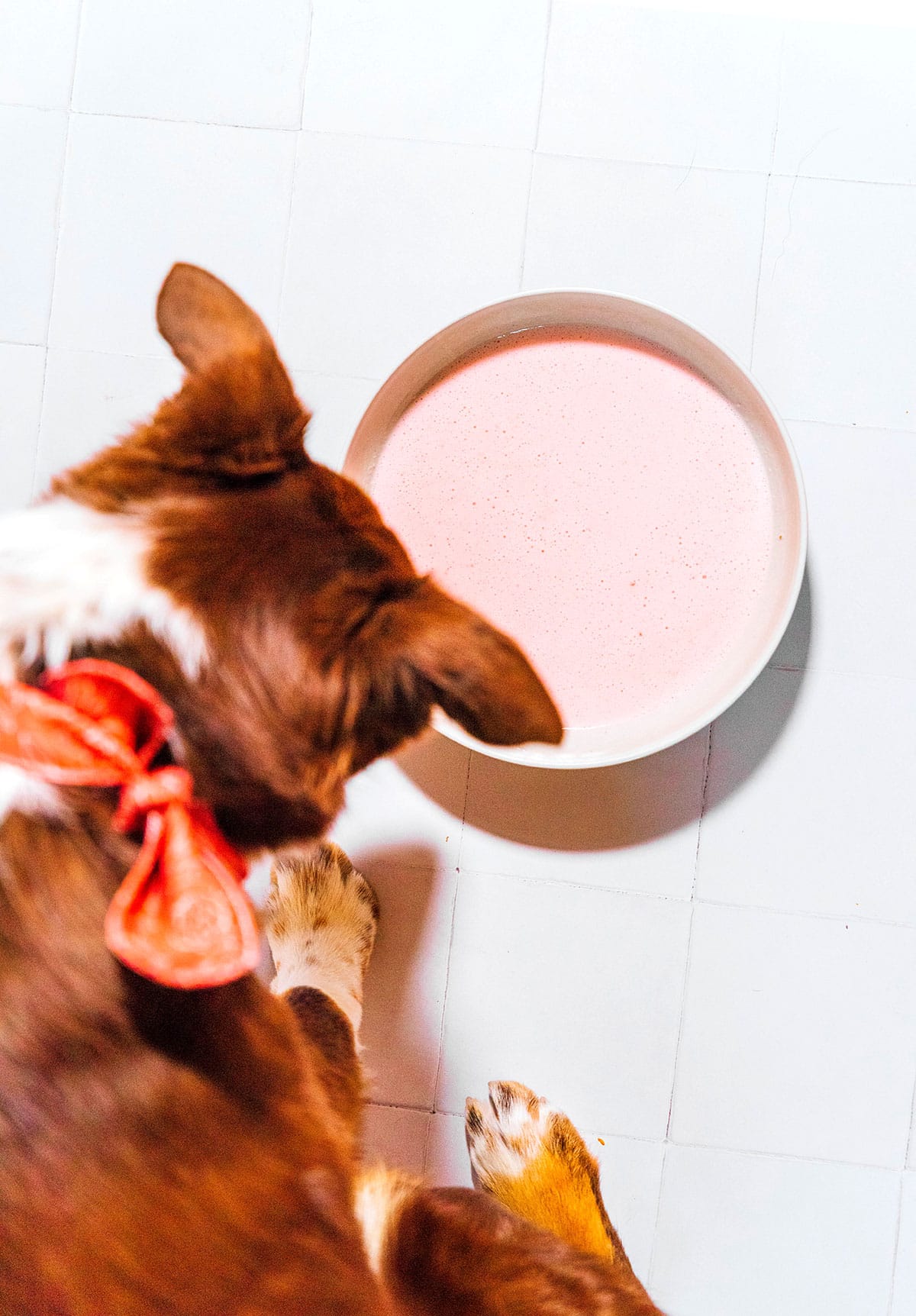 A brown and white dog lapping up a bowl of strawberry kefir.