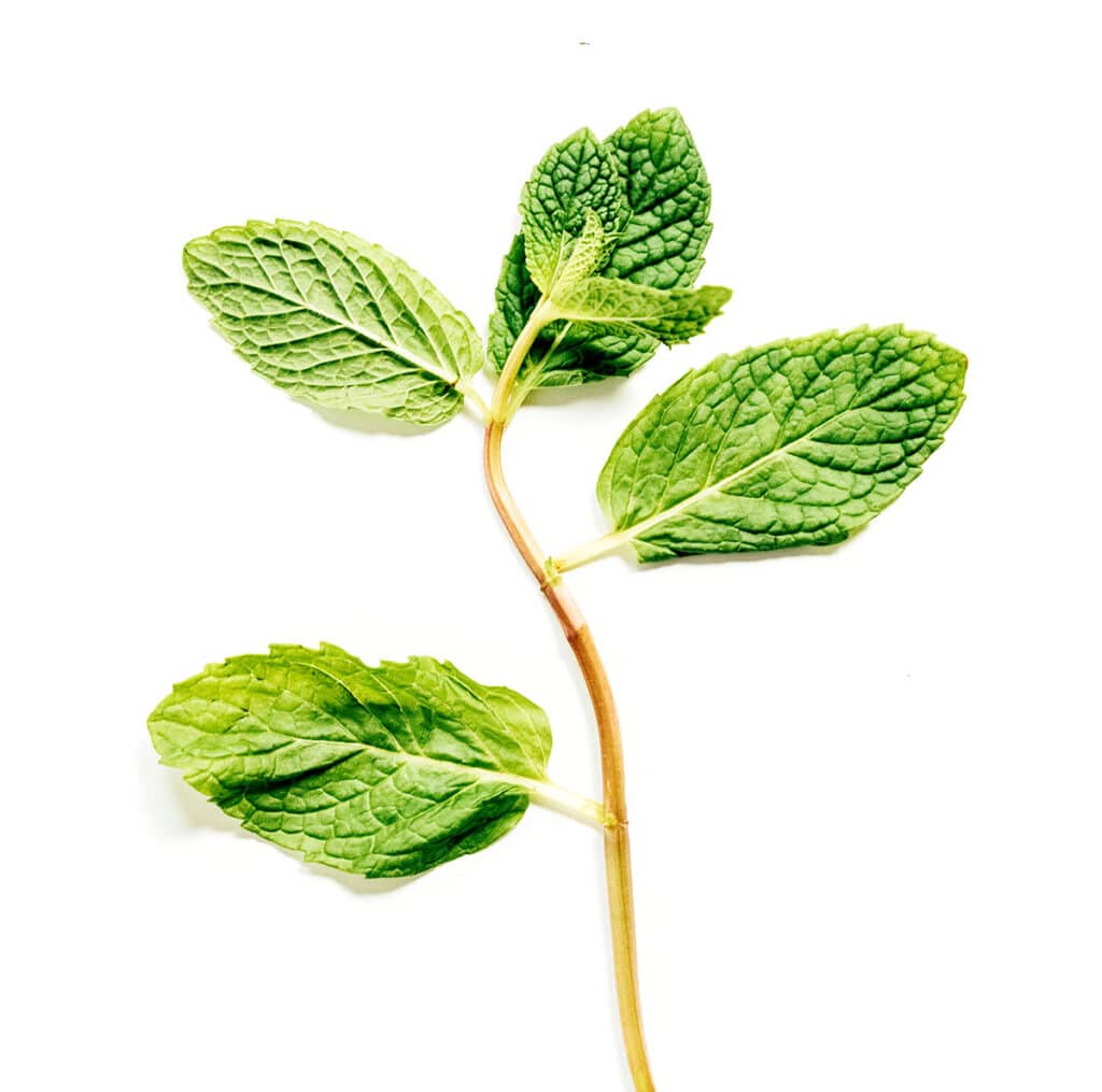 A sprig of mint on a white background