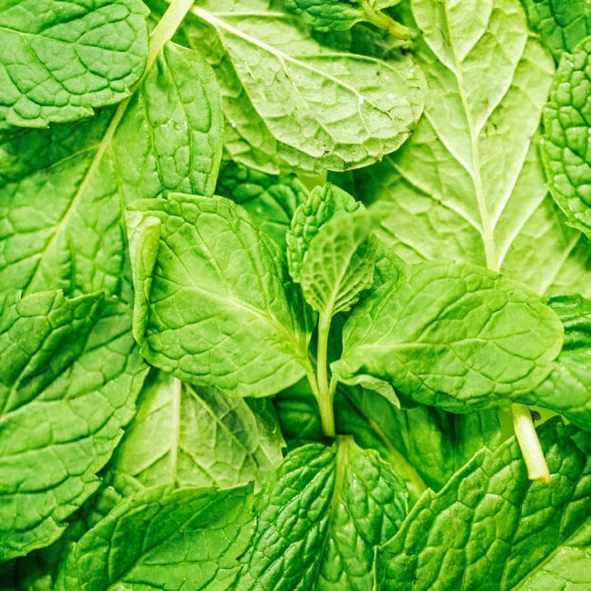 Mint leaves from above.