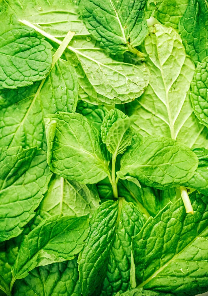 An up close view detailing the texture and color of mint leaves