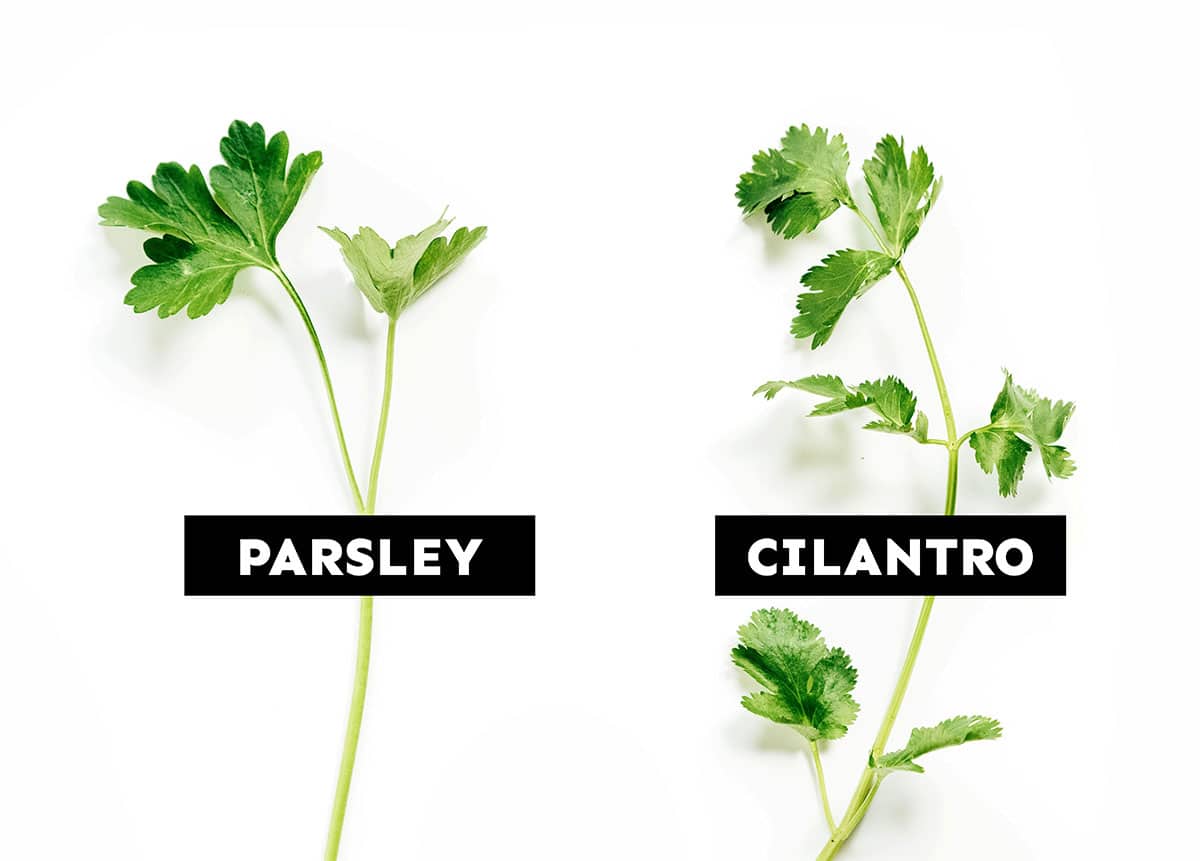 A sprig of parsley and a sprig of cilantro resting side by side on a white background