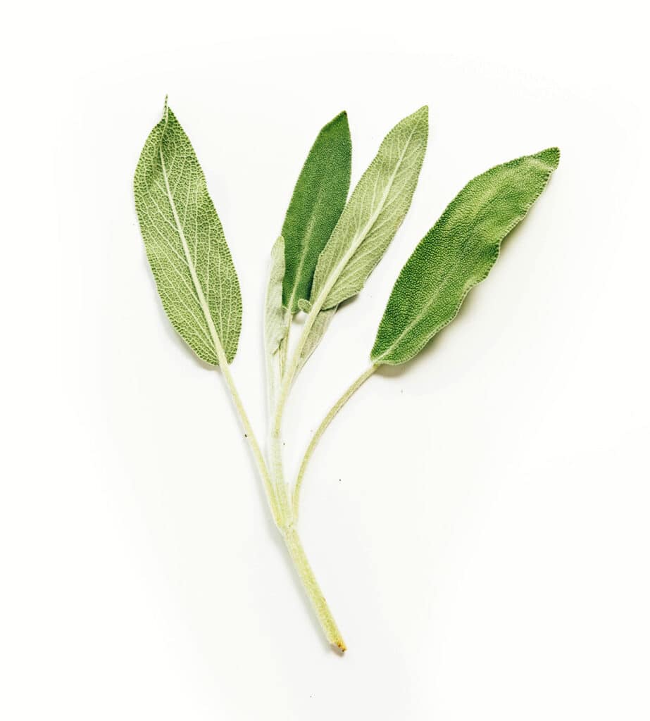 A sprig of sage against a white background