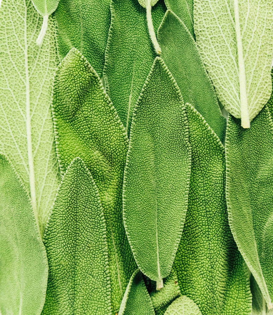 An up close view detailing the colors and textures of herb leaves