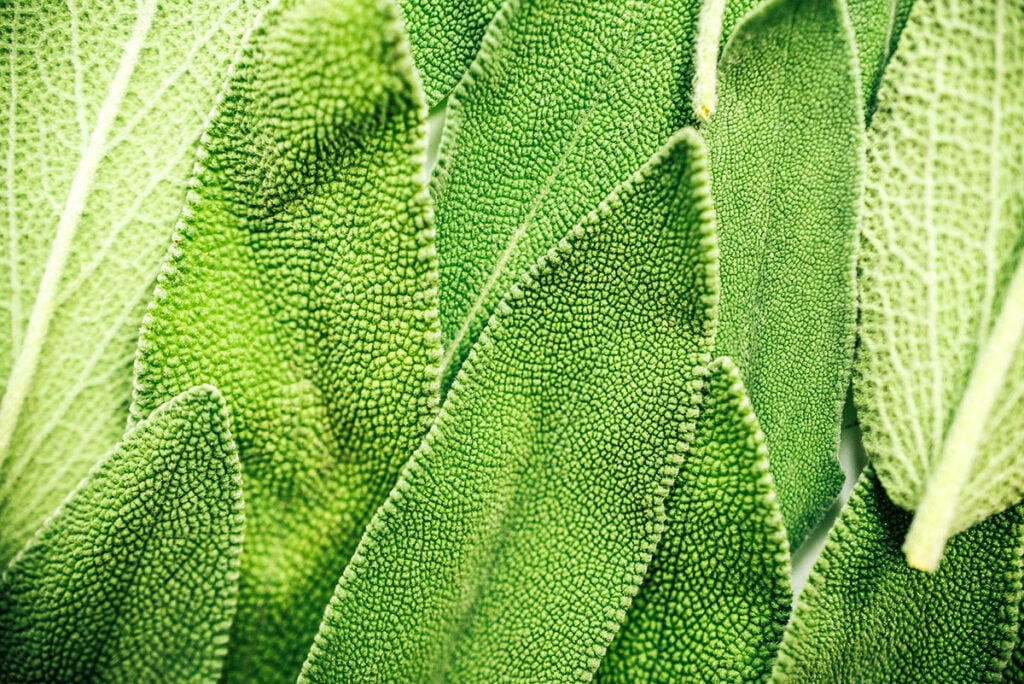 An up close view detailing the colors and textures of sage leaves