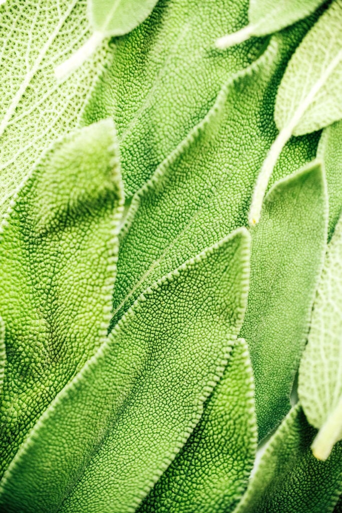An up close view at sage leaves layered on top of one another