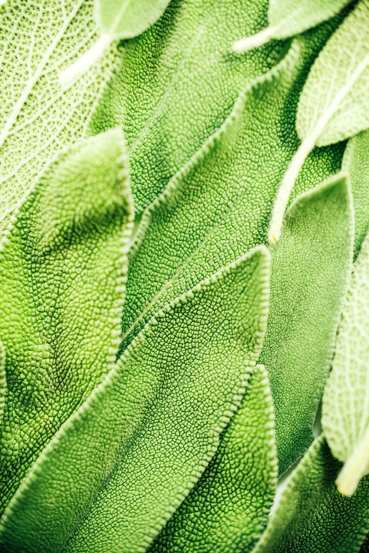 Close up of sage leaves.