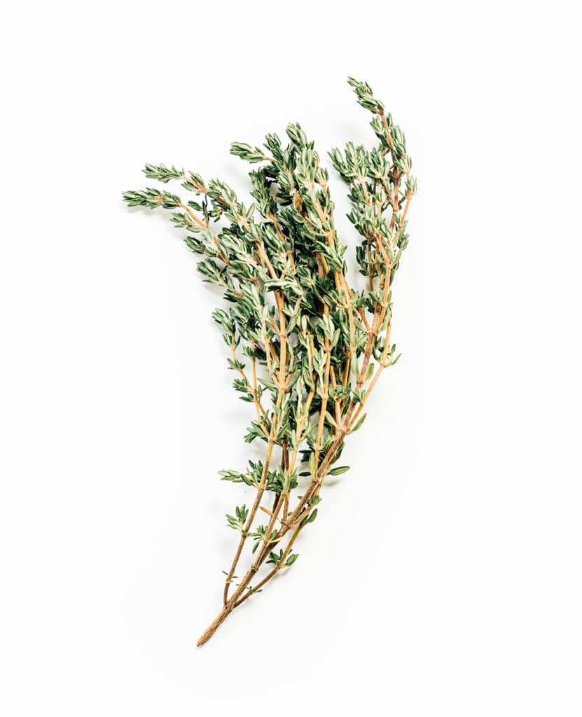 One sprig of thyme on a white background