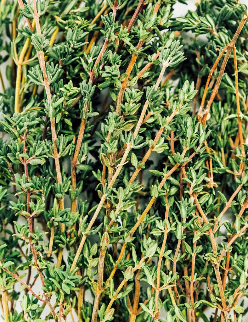 An up close view detailing the color and texture of sprigs of thyme