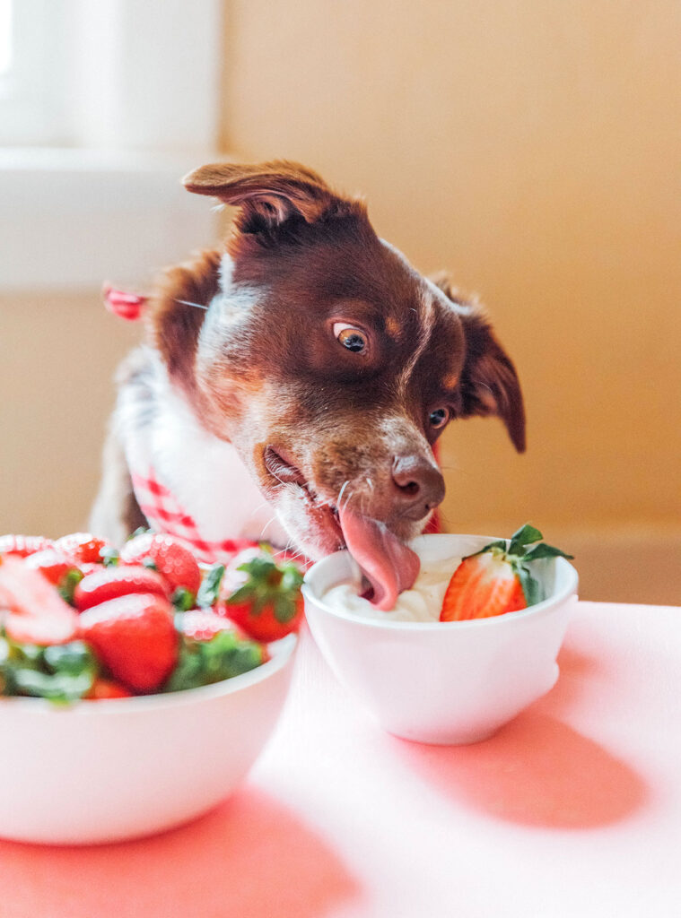 A brown and white dog licking a small bowl of yogurt.