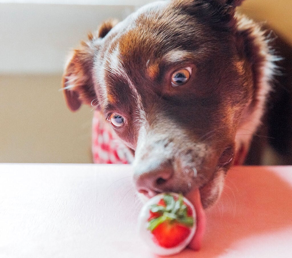 A brown and white dog about to eat a yogurt dipped strawberry.