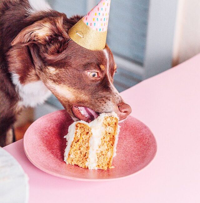 cropped-dog-birthday-cake-15.jpg