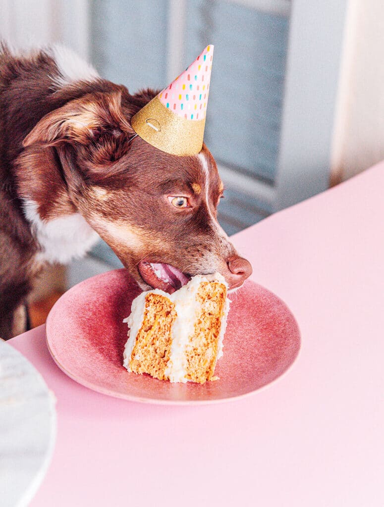 A brown dog with a birthday hat on eating birthday cake