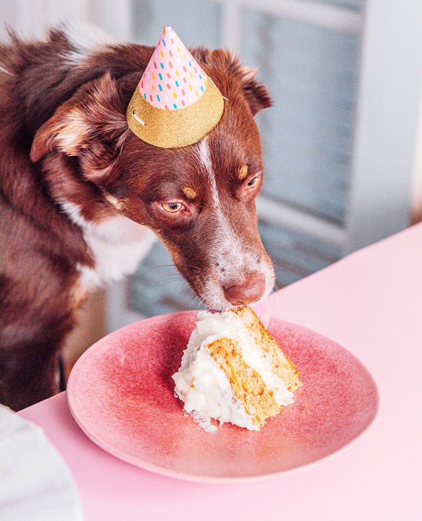 A brown dog with a birthday hat on eating birthday cake
