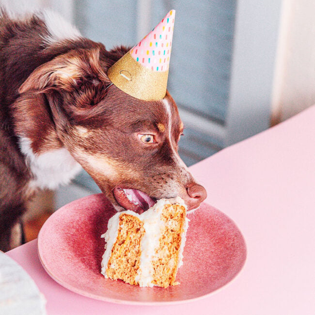 A brown dog with a hat on eating birthday cake
