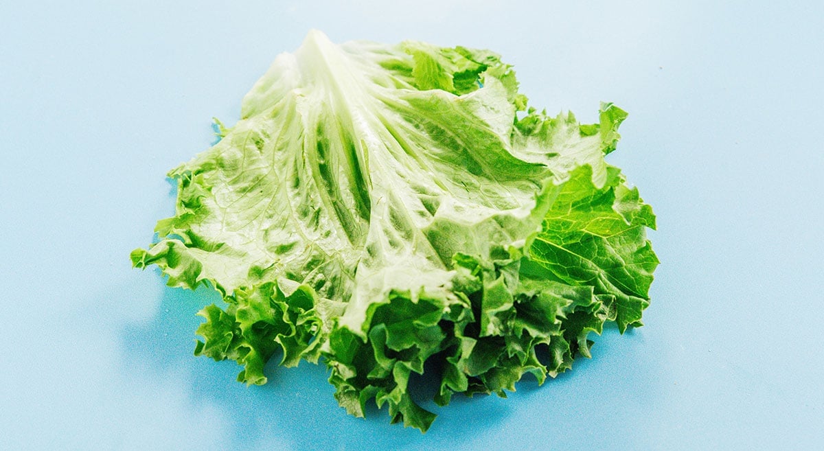 Crisp green butter lettuce leaves on a blue surface.