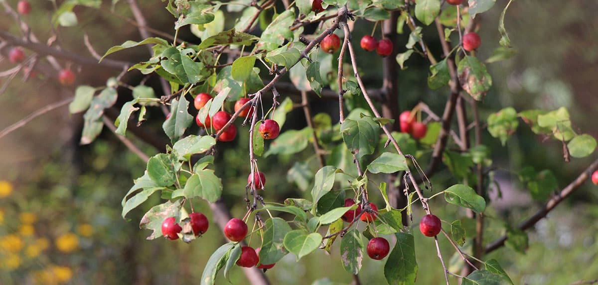Eastern Hawthorn Fruit on a tree.