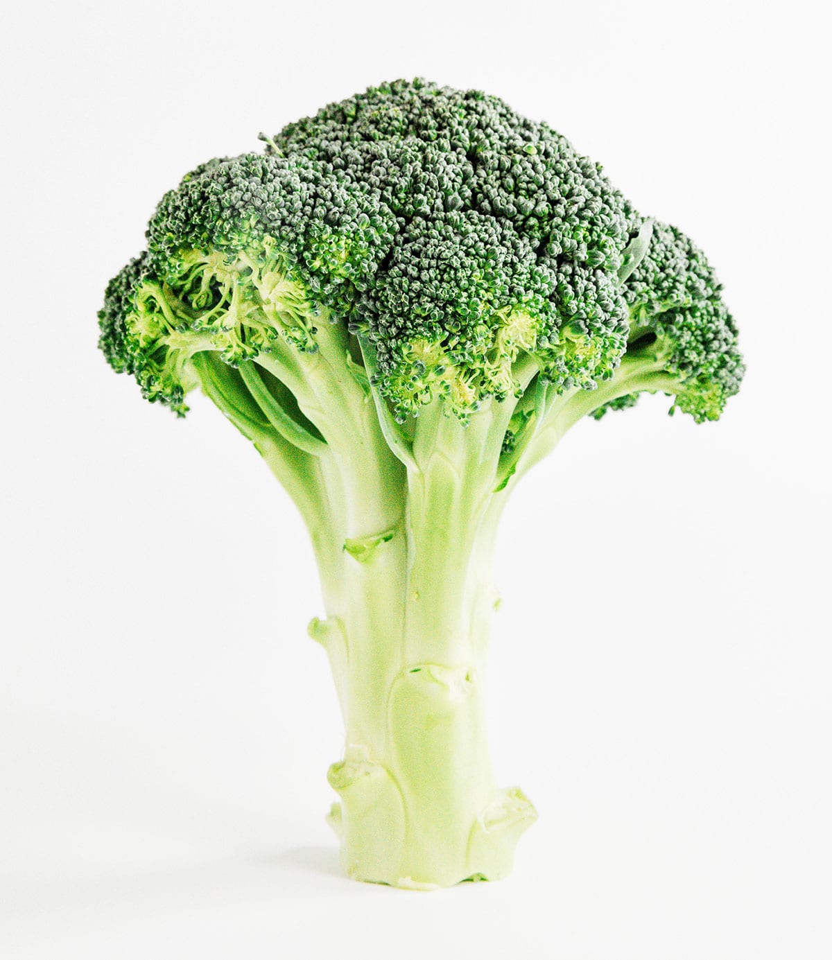 Broccoli standing upright on a white background