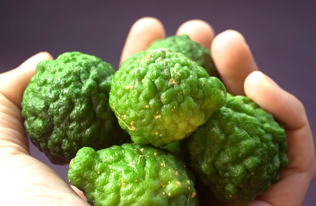 kaffir limes in a hand