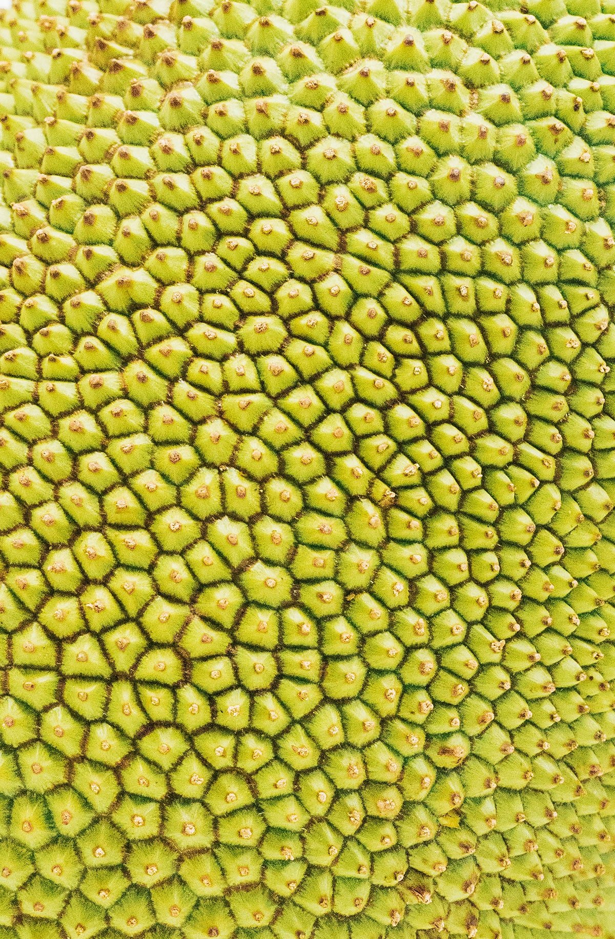 Close up of spiky jackfruit light green yellow rind.