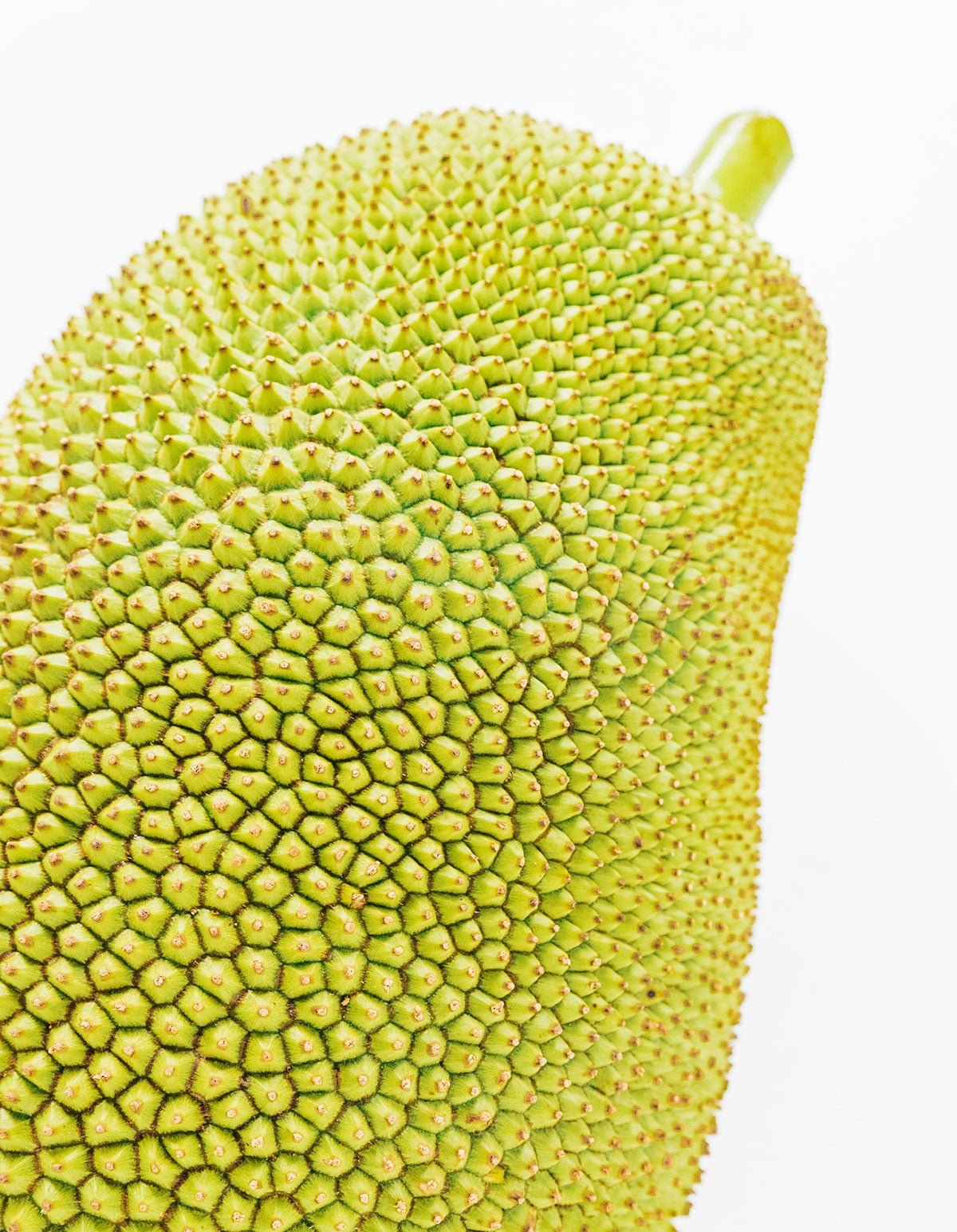 Close up of outer rind of jackfruit that is bumpy and green in color with a geometric pattern.