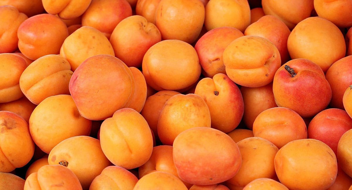 Closeup photo of many apricots