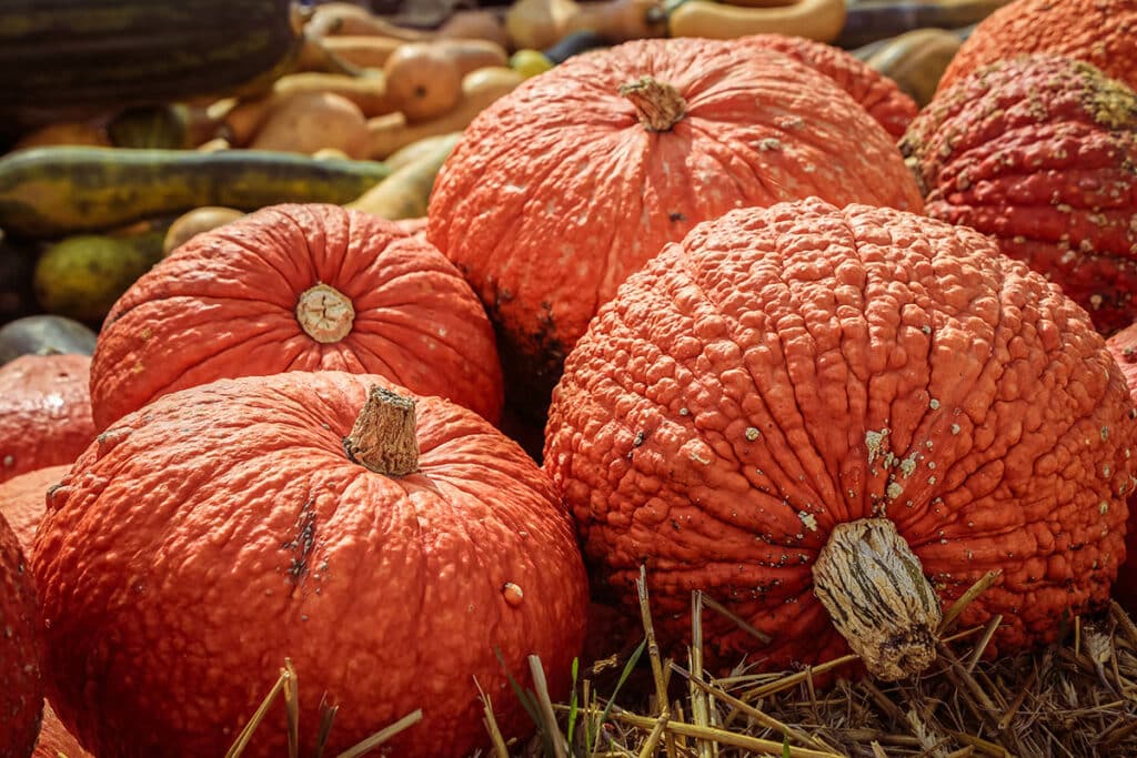 Red Warty Thing Squash in a field