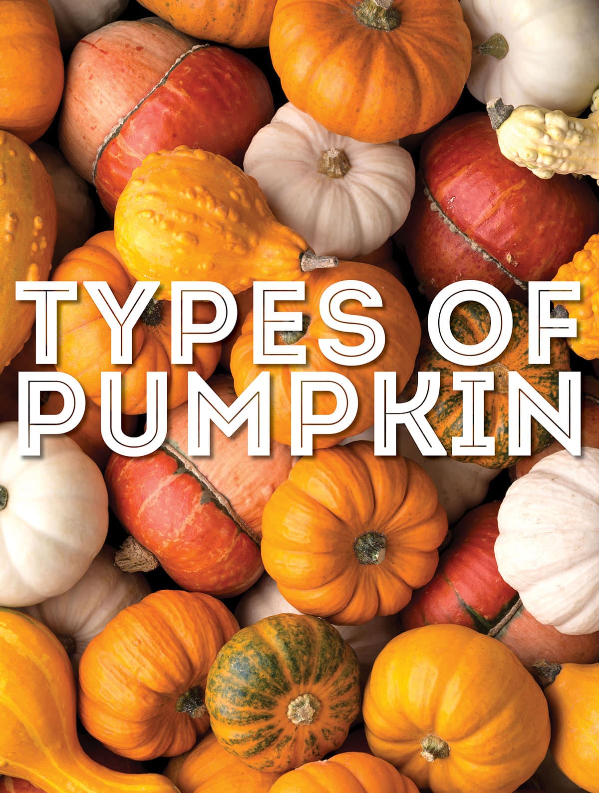 Decorative image of many yellow and green squash that says "types of pumpkin"