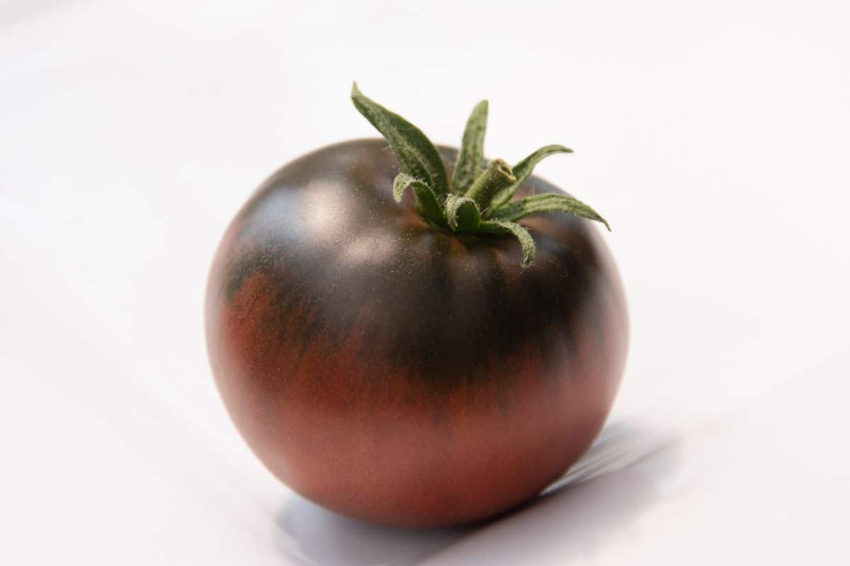 One Cherokee purple tomato on a white background.