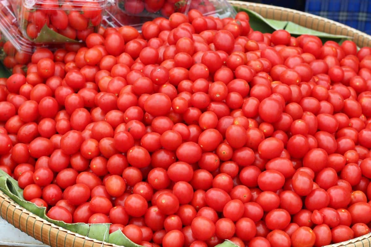 currant tomatoes in a basket.