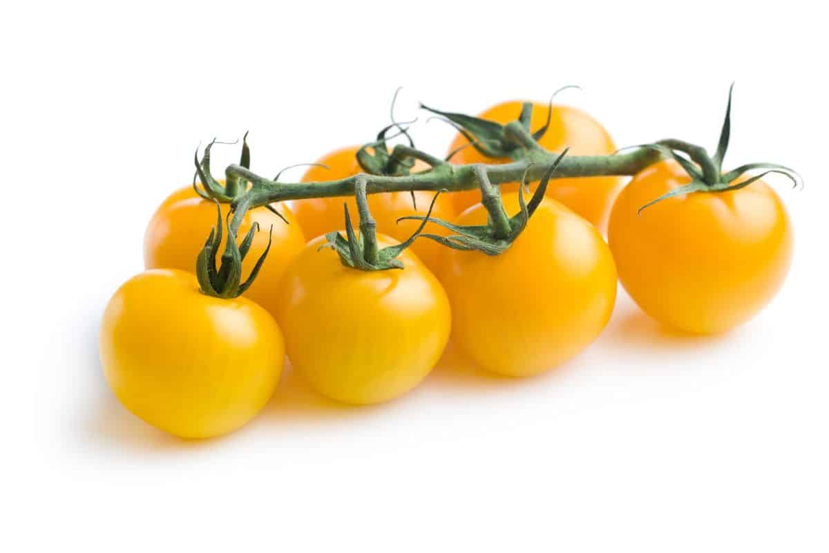 Garden peach tomatoes on a vine on a white background.