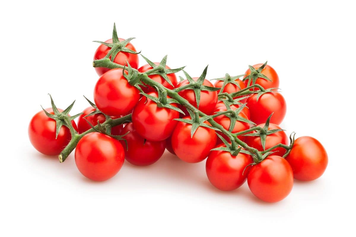 Gardeners delight tomatoes on a vine on a white background.
