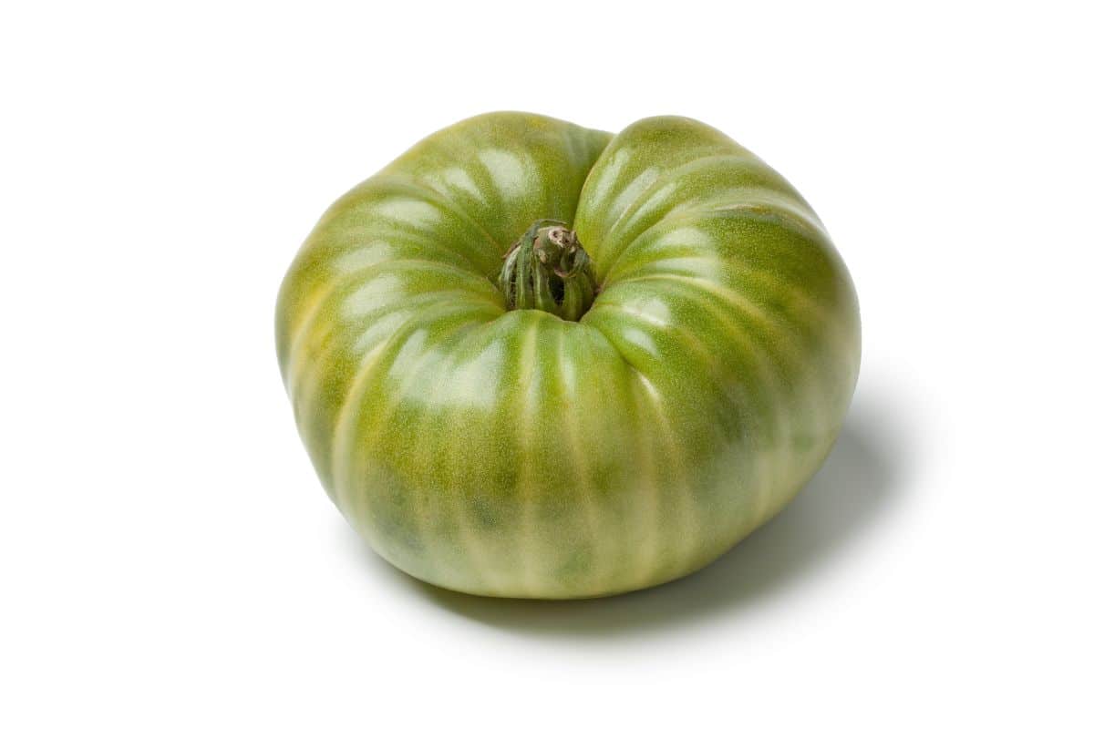 Green beefsteak tomato on white background.