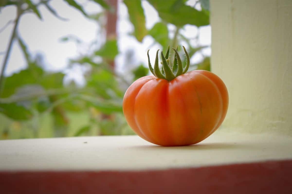 Hillbilly tomato on a window ledge.