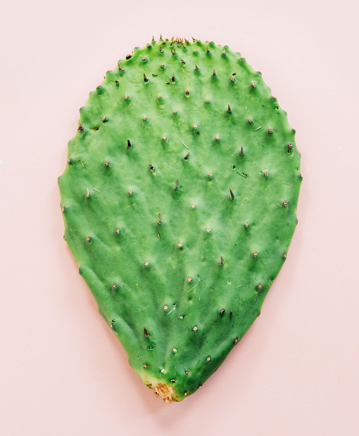 Cactus paddle on a pink background