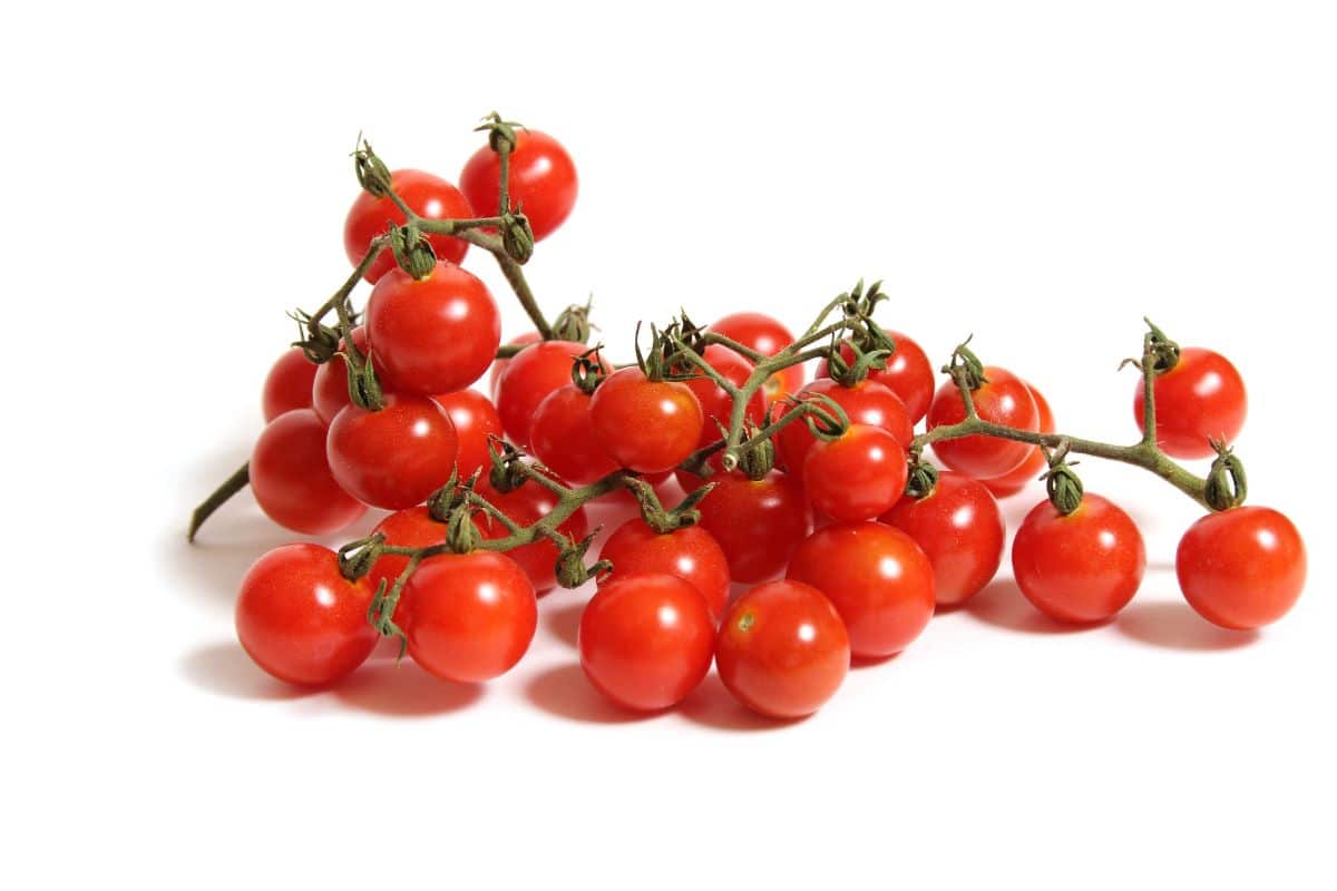 Matts wild cherry tomatoes on vines on a white background.