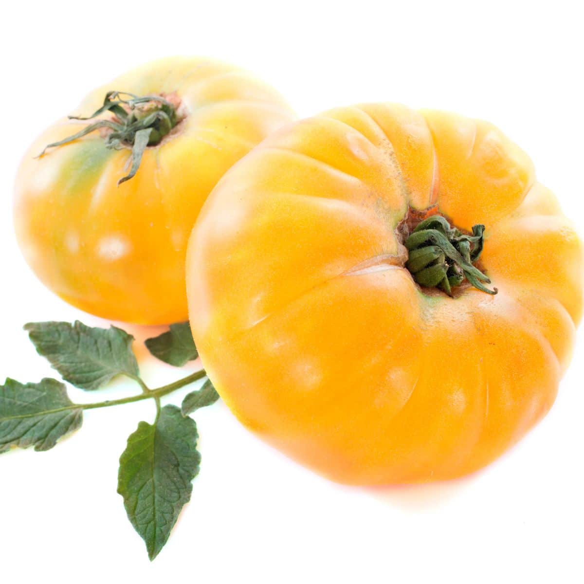 Two pineapple tomatoes on a white background.