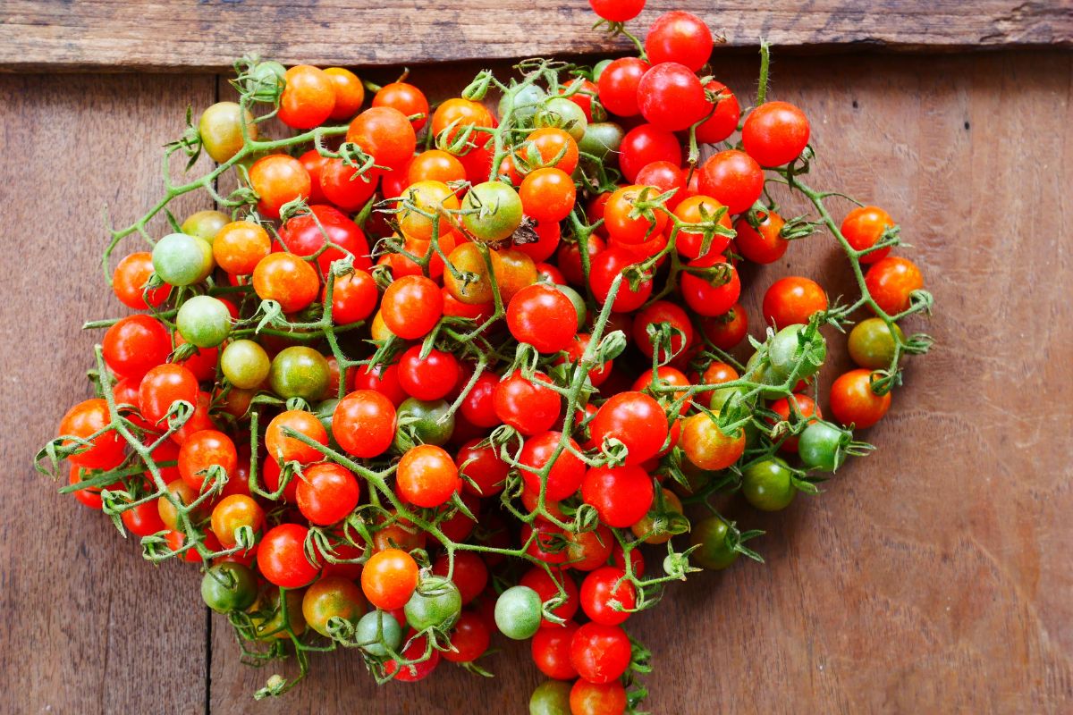 Many red currant tomatoes on vines.