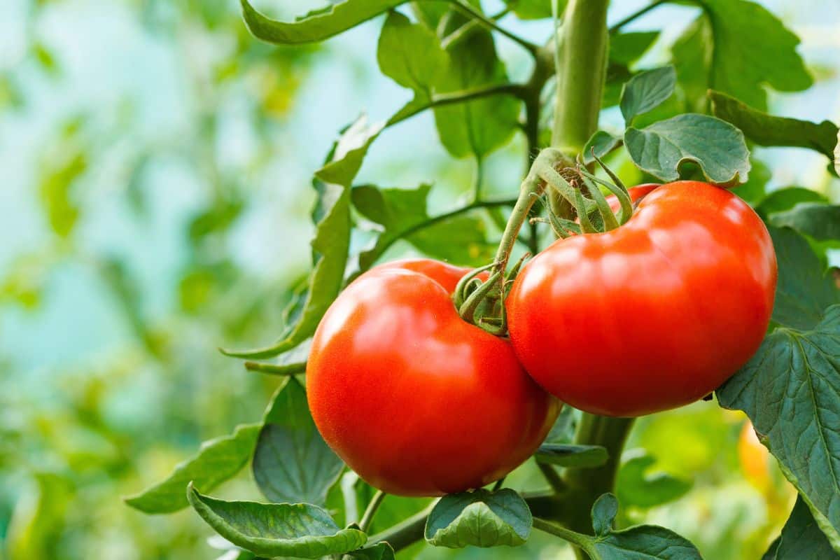 rutgers tomatoes on a vine.