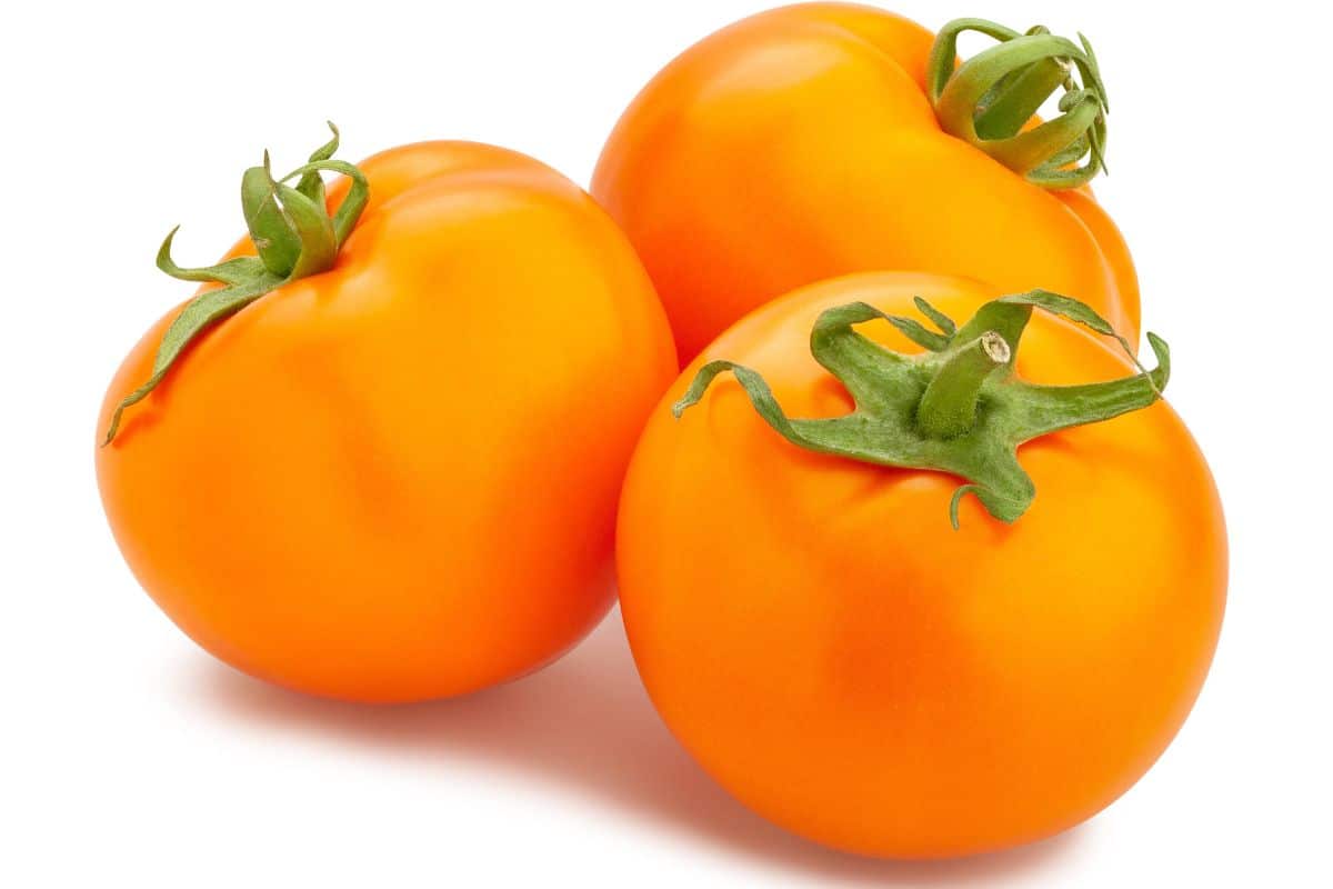 Tangerine tomatoes on a white background.