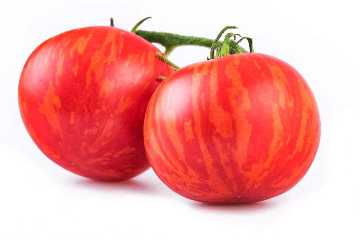 Tigerella tomatoes on a white background.