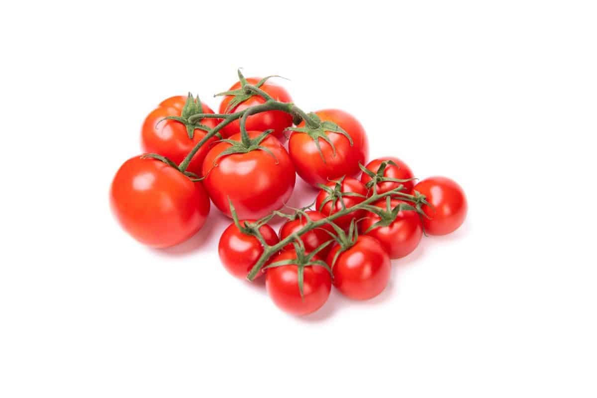 Tomaccio tomatoes on a white backgrounds.