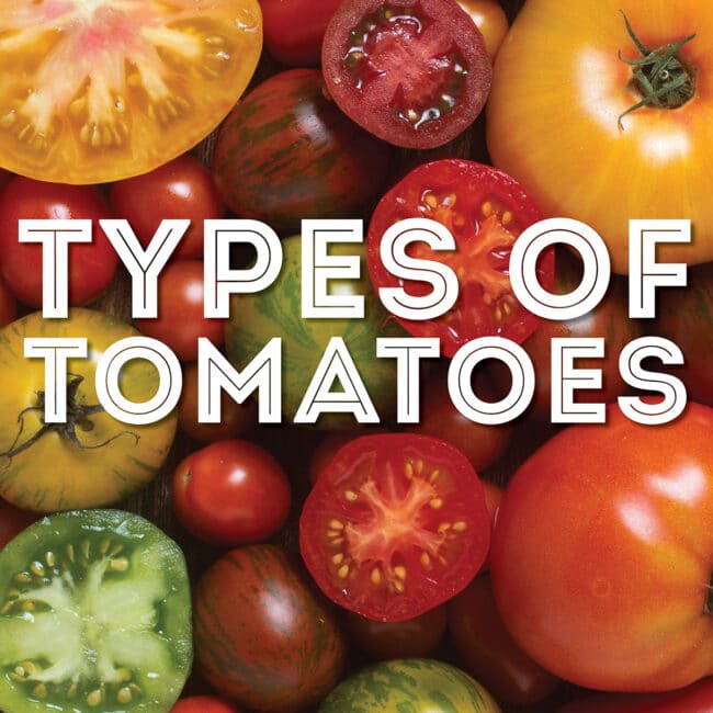 Collage that says "types of tomatoes".