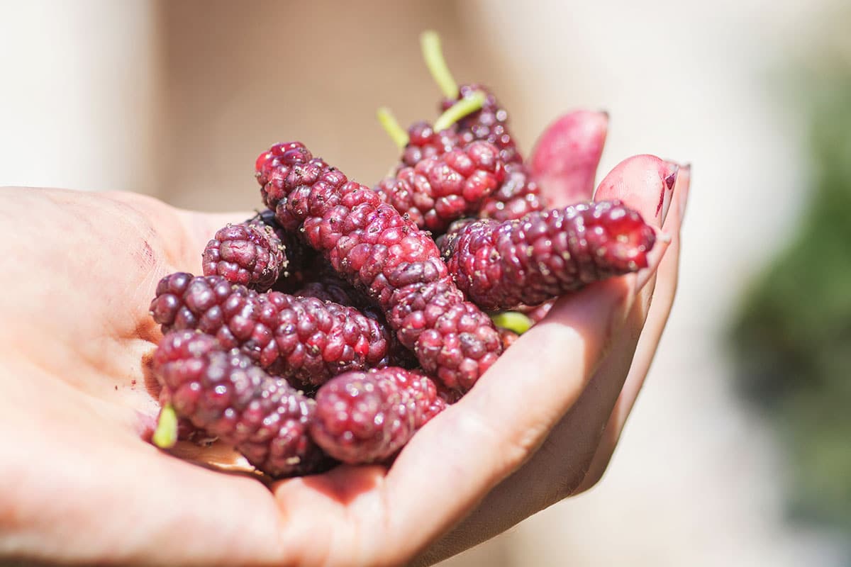 Himalayan mulberries in a hand